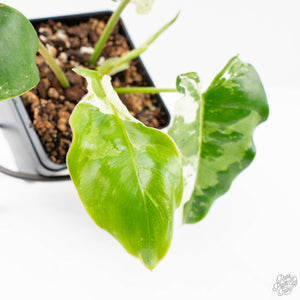 Philodendron 'Burle Marx Snow’ (wk20-M)