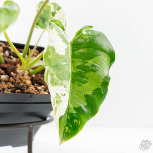 Philodendron 'Burle Marx Snow’ (wk20-M)