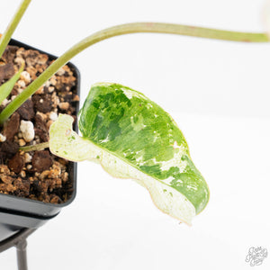 Philodendron 'Burle Marx Snow’ (wk20-M)
