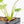 Philodendron 'Burle Marx Snow’ (wk20-M)