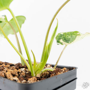 Philodendron 'Burle Marx Snow’ (wk20-M)