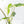 Philodendron 'Burle Marx Snow’ (wk21-K)
