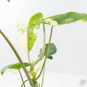 Philodendron 'Burle Marx Snow’ (wk21-K)
