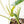 Philodendron 'Burle Marx Snow’ (wk21-K)