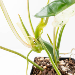 Philodendron 'Burle Marx Snow’ (wk21-K)