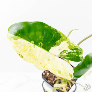 Philodendron 'Burle Marx Snow’ (wk21-K)
