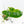 Philodendron 'Burle Marx Snow’ (wk21-K)
