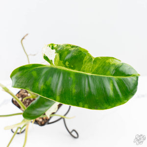 Philodendron 'Burle Marx Snow’ (wk21-K)