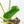 Philodendron 'Burle Marx Snow’ (wk21-K)