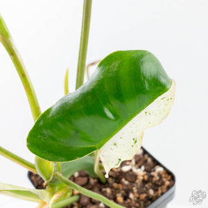 Philodendron 'Burle Marx Snow’ (wk21-K)