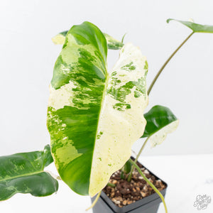 Philodendron 'Burle Marx Snow’ (wk21-K)