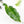 Philodendron 'Burle Marx Snow’ (wk21-K)