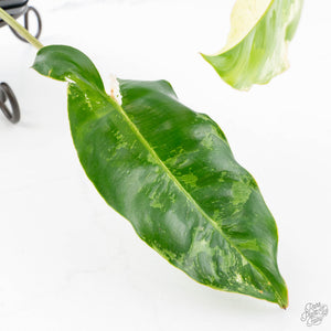 Philodendron 'Burle Marx Snow’ (wk21-K)