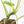 Philodendron 'Burle Marx Snow’ (wk21-K)