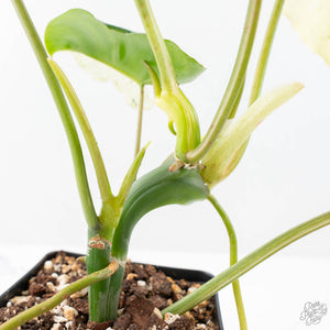 Philodendron 'Burle Marx Snow’ (wk21-K)