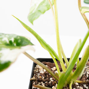 Philodendron 'Burle Marx Snow’ (wk23-E)