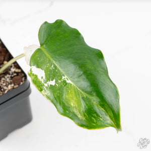 Philodendron 'Burle Marx Snow’ (wk23-E)