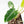 Philodendron 'Burle Marx Snow’ (wk23-E)