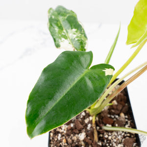 Philodendron 'Burle Marx Snow’ (wk23-E)