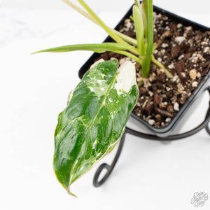 Philodendron 'Burle Marx Snow’ (wk23-E)
