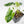 Philodendron 'Burle Marx Snow’ (wk23-E)