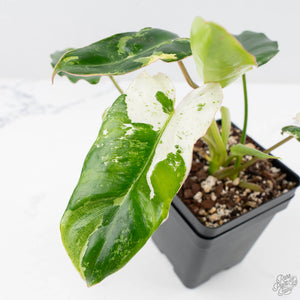 Philodendron 'Burle Marx Snow’ (wk23-E)