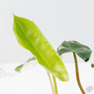 Philodendron 'Burle Marx Snow’ (wk23-E)