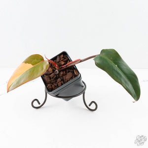 Philodendron 'Dark Lord' Pink Variegated (wk29-UE)