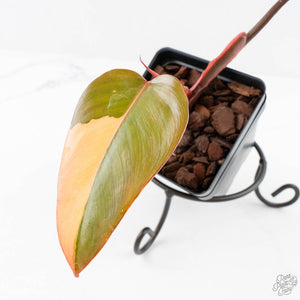 Philodendron 'Dark Lord' Pink Variegated (wk29-UE)