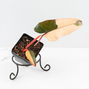 Philodendron 'Dark Lord' Pink Variegated (wk31-UC)