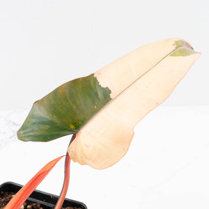 Philodendron 'Dark Lord' Pink Variegated (wk31-UC)