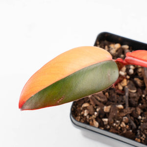 Philodendron 'Dark Lord' Pink Variegated (wk31-UC)