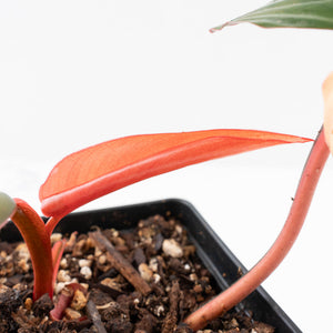 Philodendron 'Dark Lord' Pink Variegated (wk31-UC)