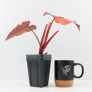 Philodendron 'Dark Lord' Pink Variegated (wk32-UC)