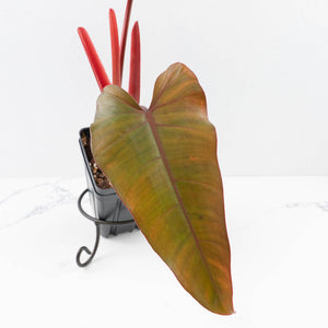 Philodendron 'Dark Lord' Pink Variegated (wk32-UC)
