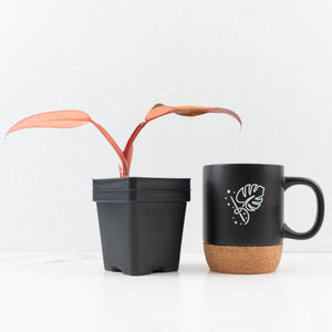 Philodendron 'Dark Lord' Pink Variegated (wk33-U19)