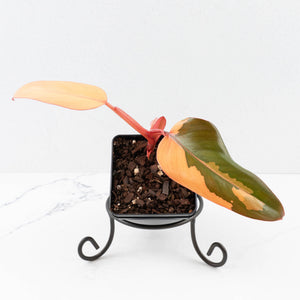 Philodendron 'Dark Lord' Pink Variegated (wk33-U19)
