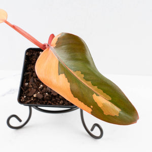 Philodendron 'Dark Lord' Pink Variegated (wk33-U19)