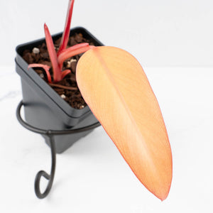 Philodendron 'Dark Lord' Pink Variegated (wk33-U19)