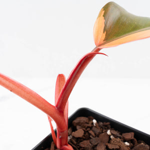 Philodendron 'Dark Lord' Pink Variegated (wk33-U19)