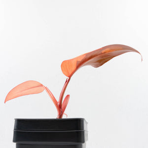 Philodendron 'Dark Lord' Pink Variegated (wk33-U19)