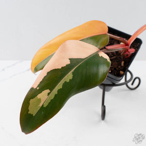Philodendron 'Dark Lord' Pink Variegated (wk40-U19)