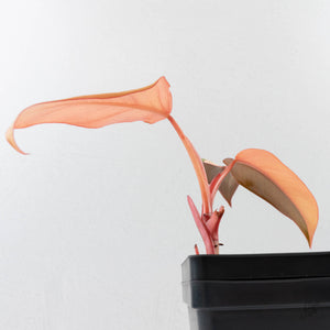 Philodendron 'Dark Lord' Pink Variegated (wk40-U19)