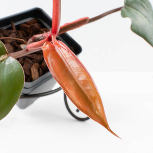 Philodendron 'Dark Lord' Pink Variegated (wk36-U65)