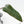 Philodendron 'Dark Lord' Pink Variegated (wk36-U65)