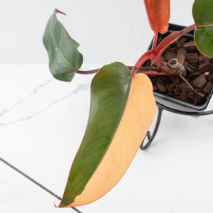 Philodendron 'Dark Lord' Pink Variegated (wk36-U65)
