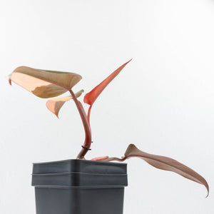 Philodendron 'Dark Lord' Pink Variegated (wk36-U65)