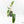 Philodendron Domesticum Marble Variegated (wk25-C)