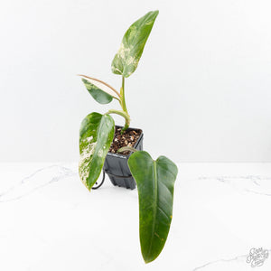 Philodendron Domesticum Marble Variegated (wk25-C)