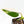 Philodendron Domesticum Marble Variegated (wk25-C)